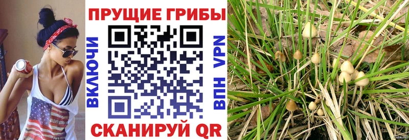 Псилоцибиновые грибы мицелий  blacksprut зеркало  darknet формула  Янаул 